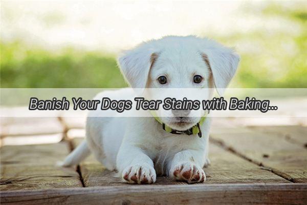 Banish Your Dogs Tear Stains with Baking Soda A Simple Natural Solution